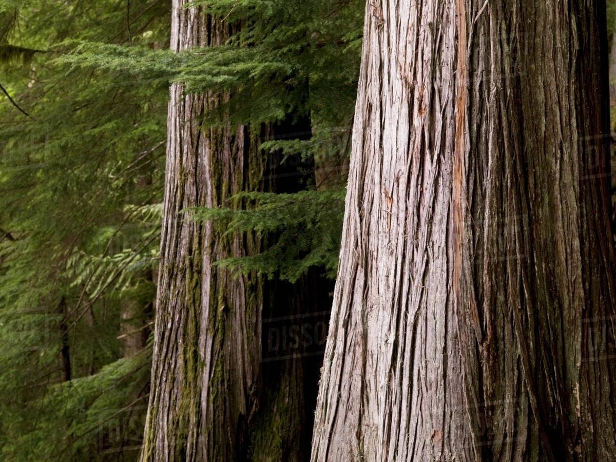 Cedar Trees, Whistler, British Columbia Stock Photo Dissolve