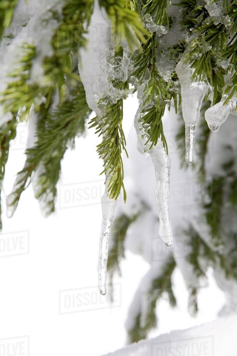 Spring Snow, Tree - Stock Photo - Dissolve