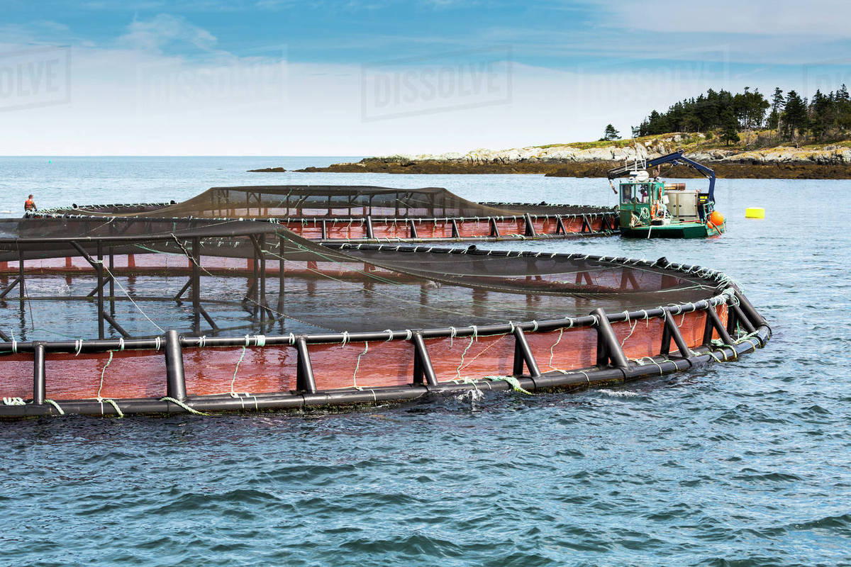 Aquaculture farm salmon netted frame pools in the water with rocky shoreline in the distance