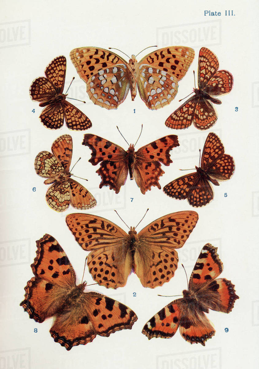 Pictures Of Different Kinds Of Moths