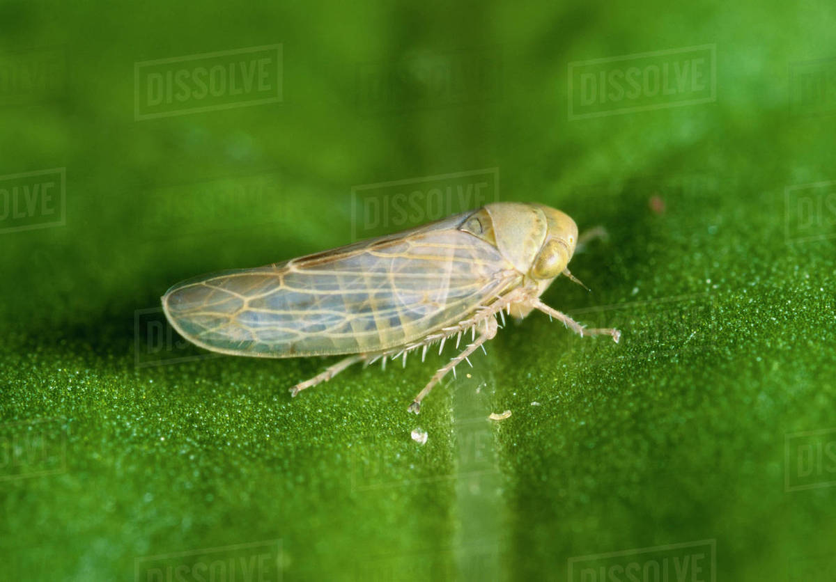 Agriculture Beet leafhopper (Circulifer tenellus) adult resting on