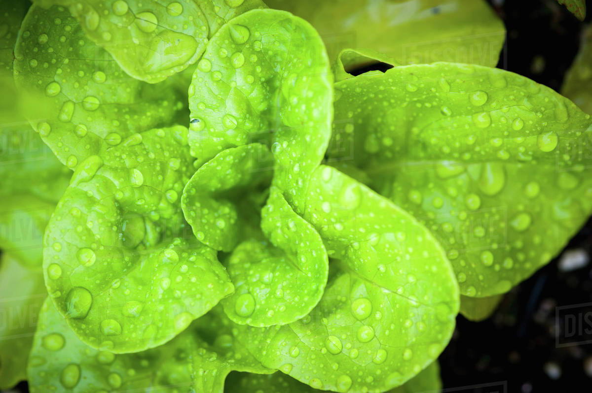Lettuce in a botanical garden; Fairbanks, Alaska, United States of