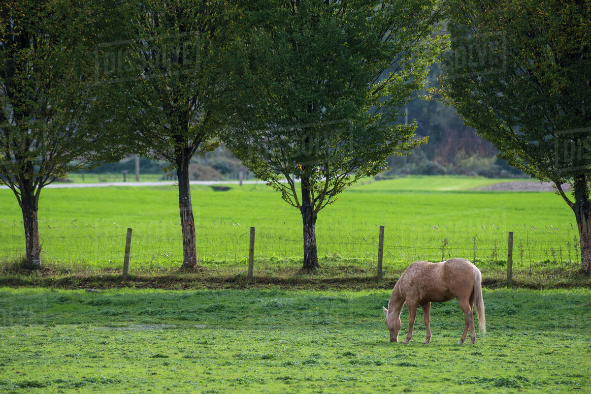 Golden spotted horse grazing in a grass field with fence; Langley