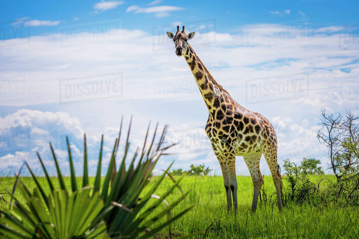 Giraffe (Giraffa camelopardalis), Murchison Falls National Park; Uganda Stock Photo Dissolve