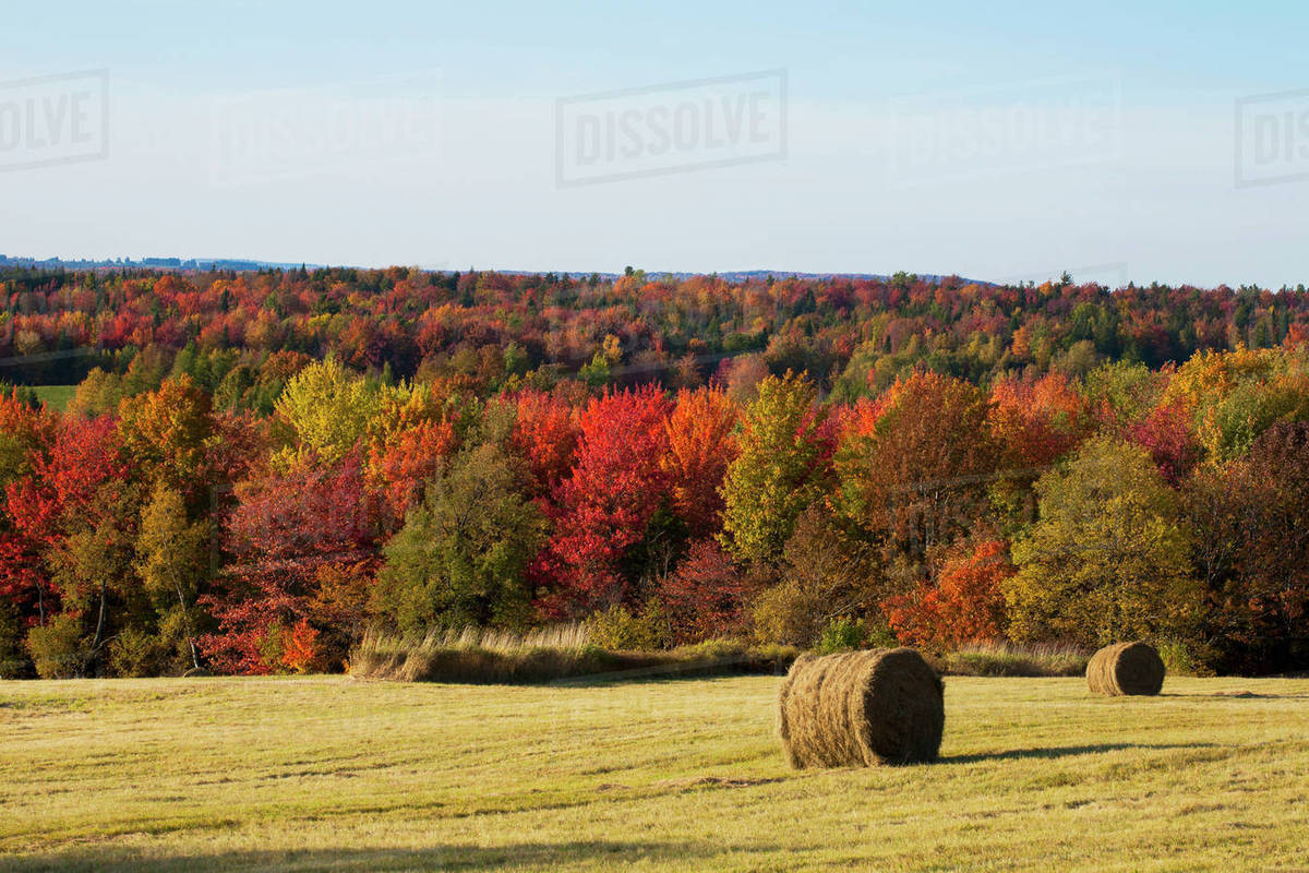 Round Hay Bales In A Field And Autumn Coloured Forest; West Bolton