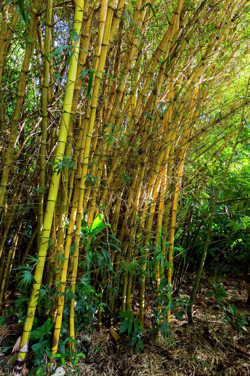 Bamboo trees on a hike; Wailua, Kauai, Hawaii, United States of America