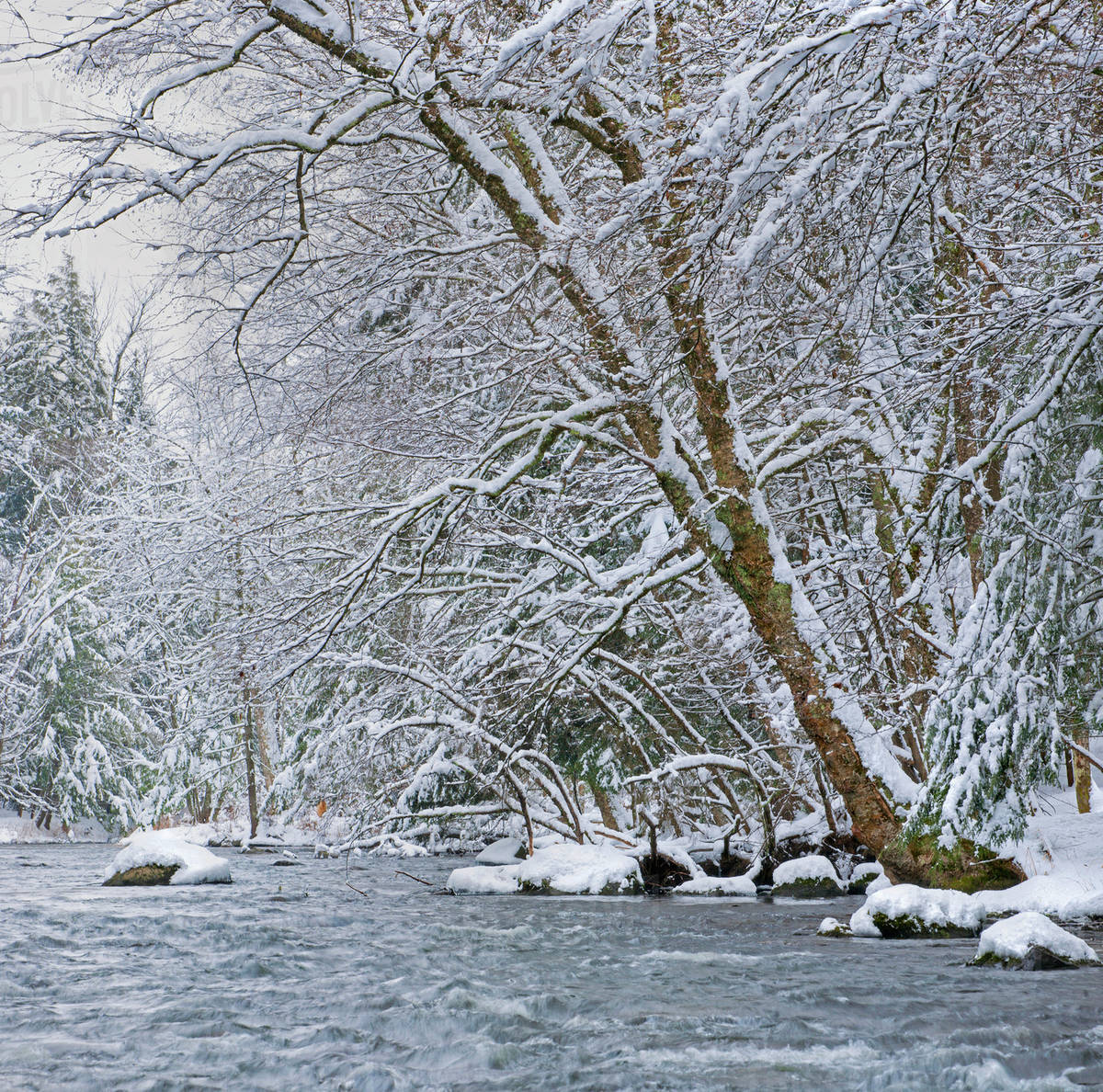 Water flowing in a river with snow covered shoreline; Fulford, Quebec