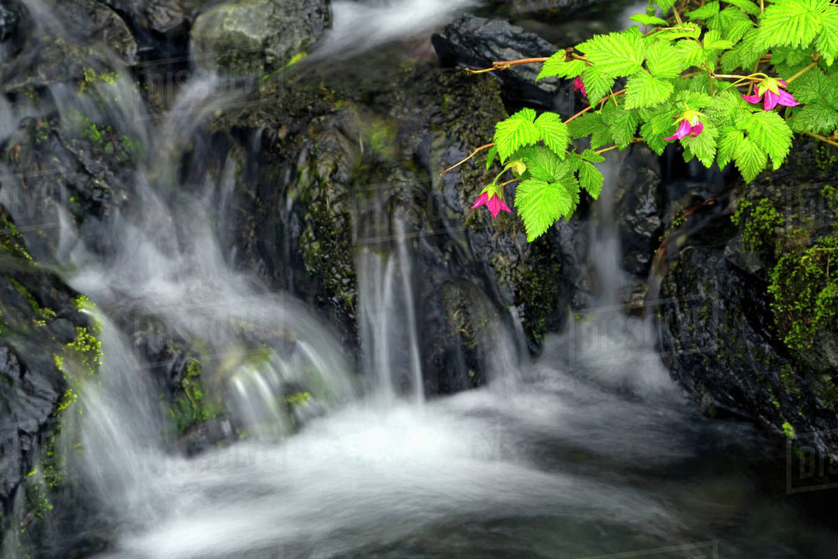 A Sprig Of Salmonberry Flowers And Leaves Drape Over Waterfall, Kodiak, Alaska Stock Photo