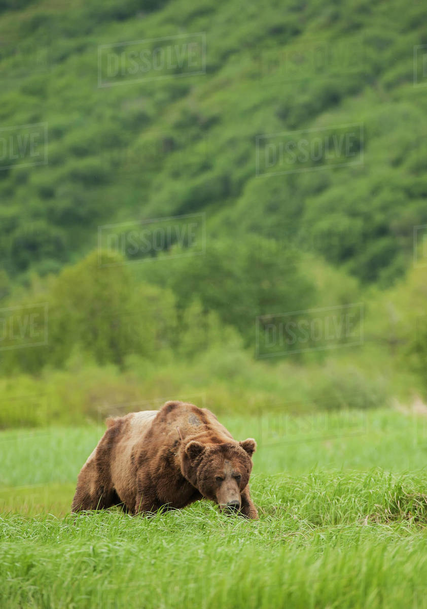 A Battle Scarred Brown Bear Boar Grazes In Tall Grasses In Katmai 