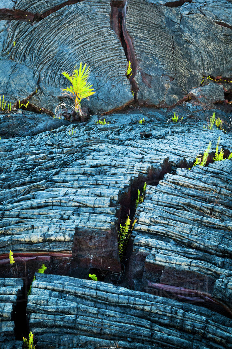 Fresh green ferns growing through a crack of Kalauea lava flow, roping