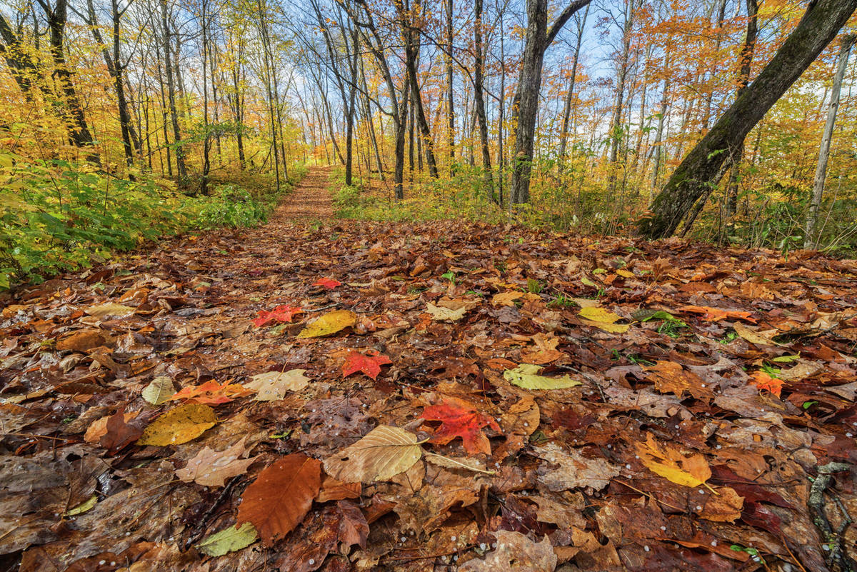 Leaves litter the forest path during autumn in the forests of Algonquin