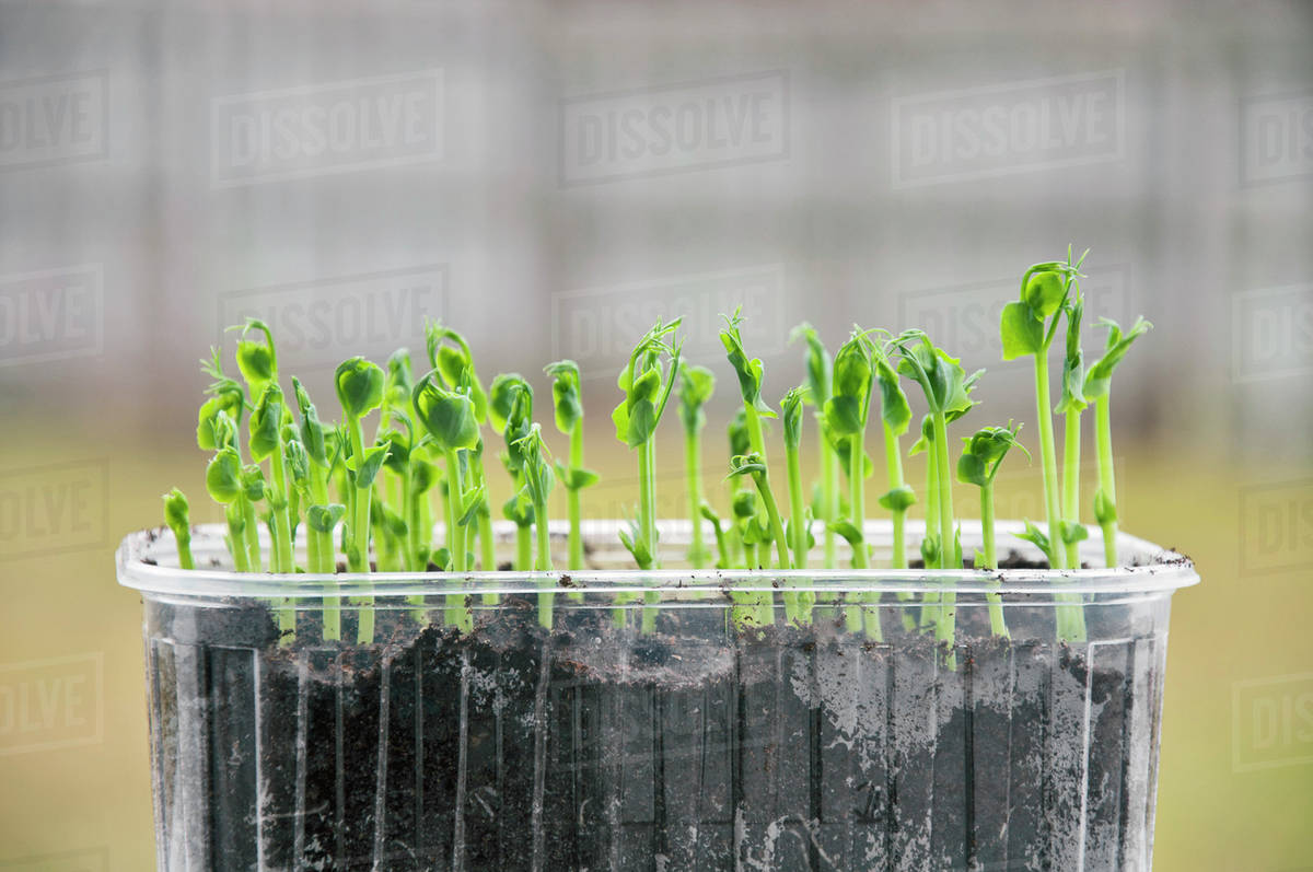 Small plant growing in plastic container Stock Photo