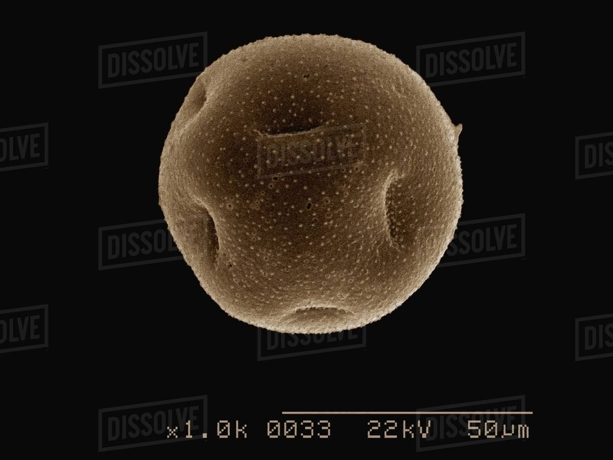 Coloured SEM of Daffodil pollen Stock Photo Dissolve