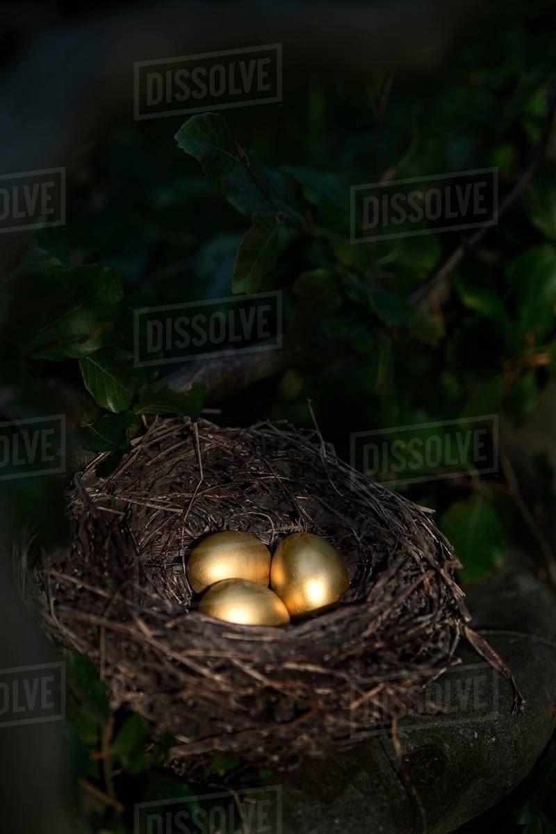 Three golden eggs in birds nest at night Stock Photo Dissolve