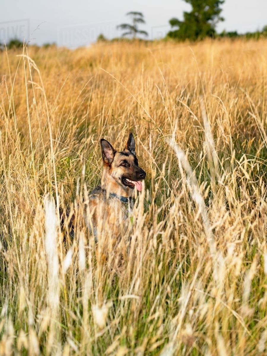 Dog in a field Stock Photo Dissolve