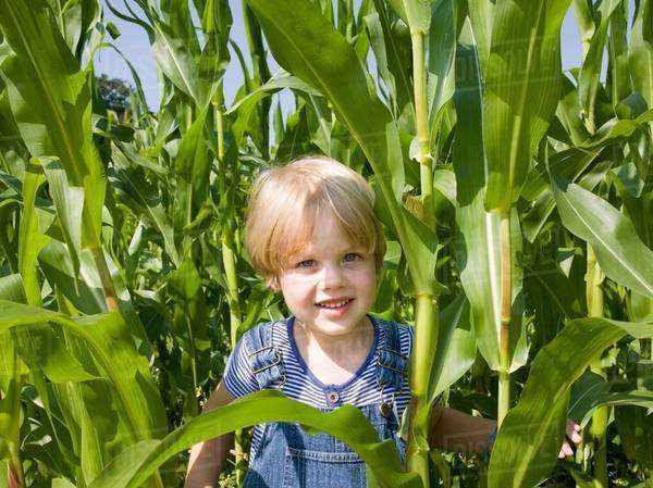 Boy playing in corn field - Stock Photo - Dissolve