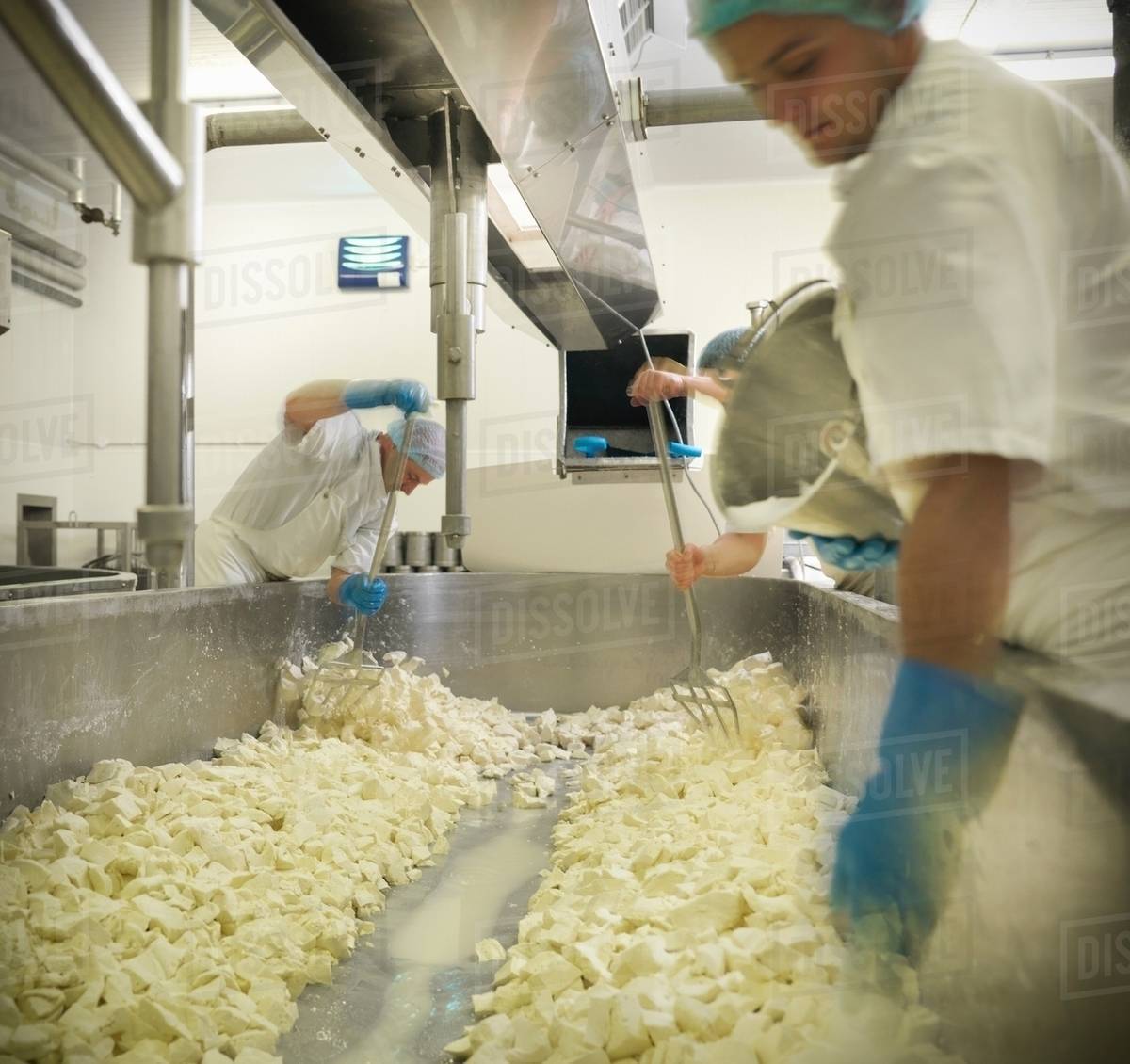 Workers adding salt to chopped curds in cheesemaking factory Stock