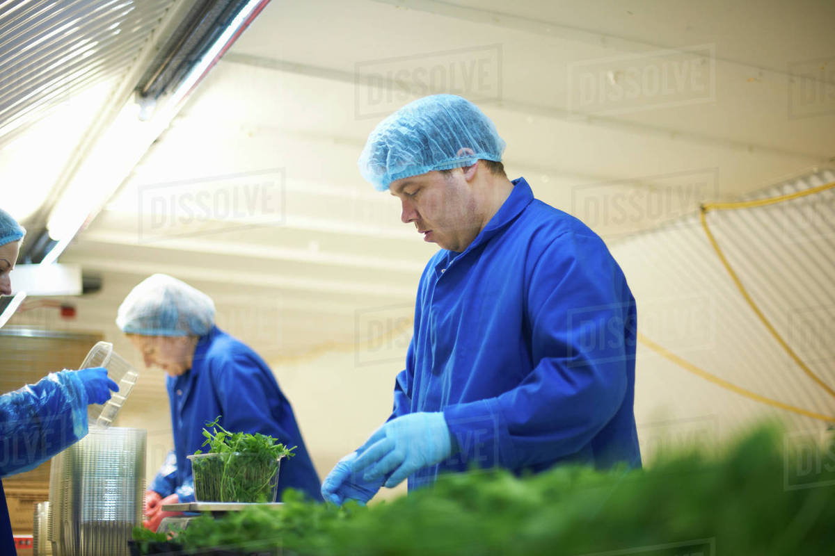 Workers on production line wearing hair nets packaging vegetables