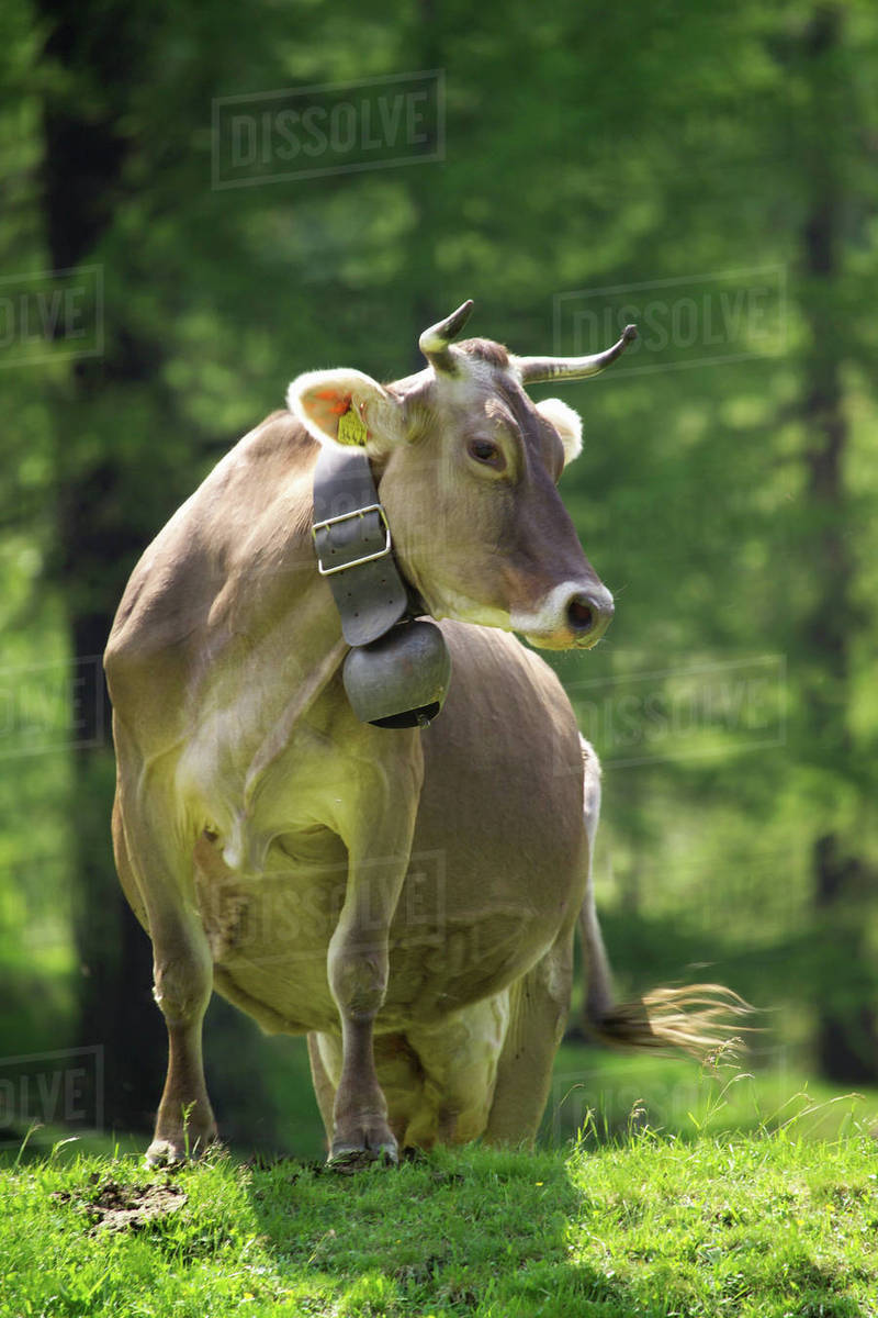 Why Do Swiss Cows Wear Bells All About Cow Photos