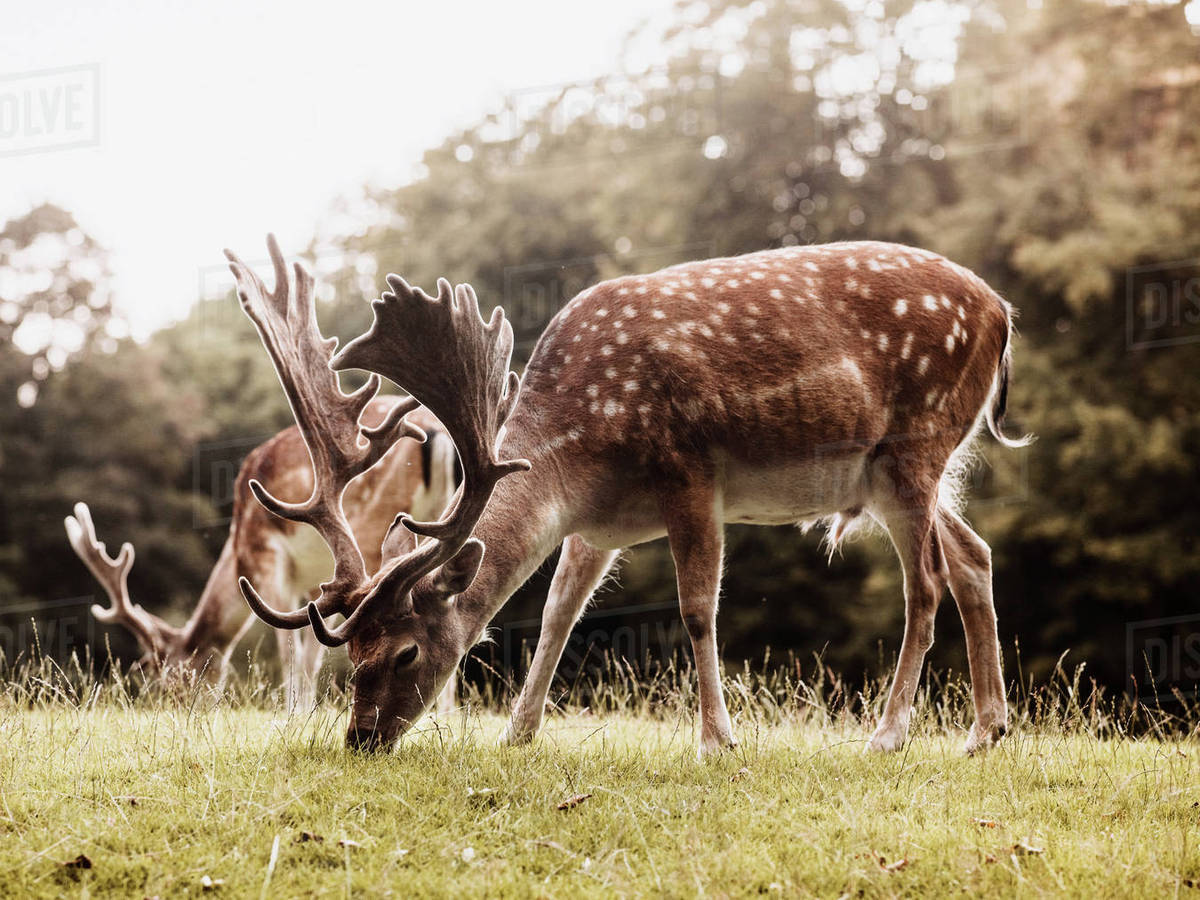 Two deer grazing, Aarhus, Denmark Stock Photo Dissolve