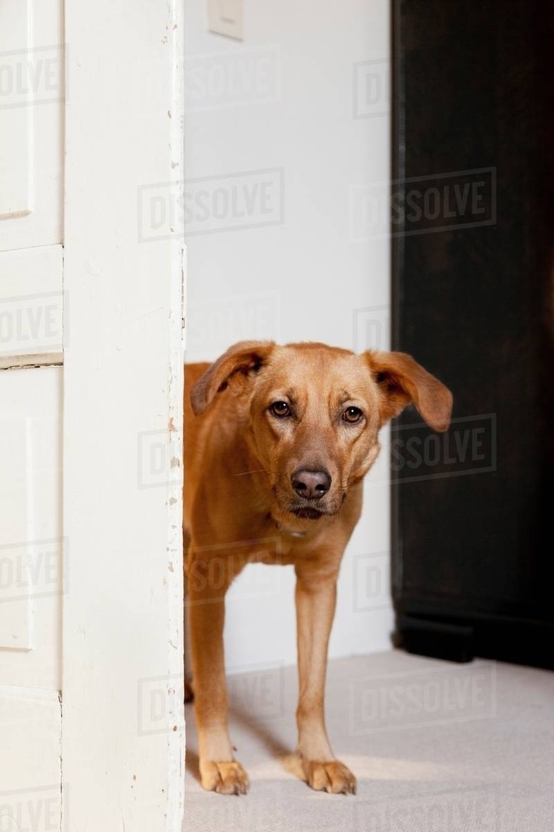 Dog standing in doorway Stock Photo Dissolve