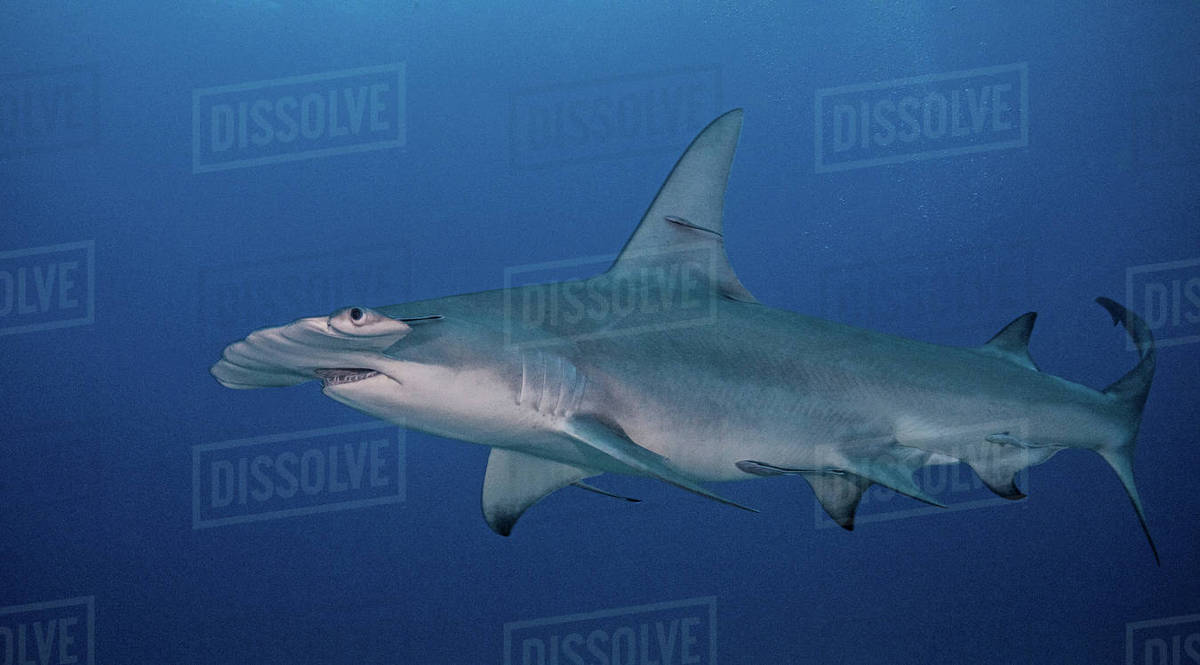 Underwater view of Great Hammerhead Shark, Jupiter, Florida, USA