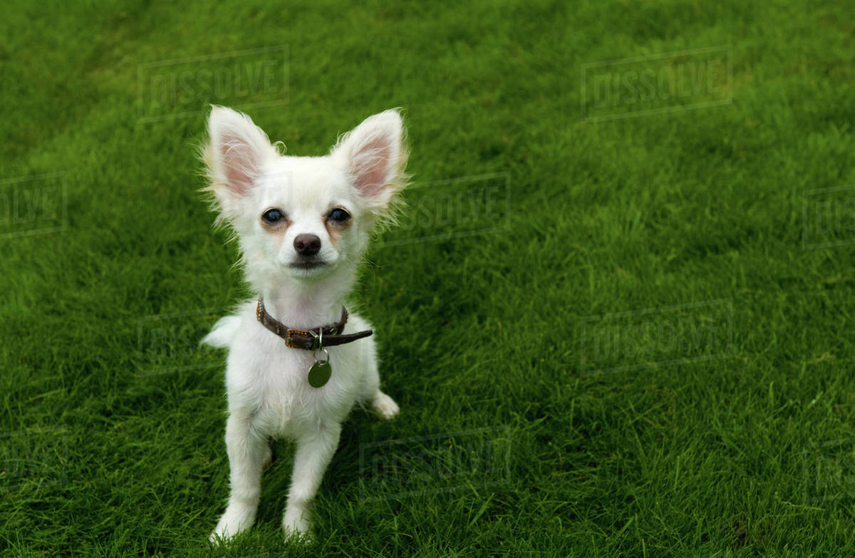 Long-haired Chihuahua sitting on grass Royalty-free stock photo