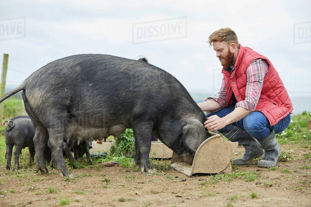 Man on farm feeding pig and piglets Stock Photo Dissolve