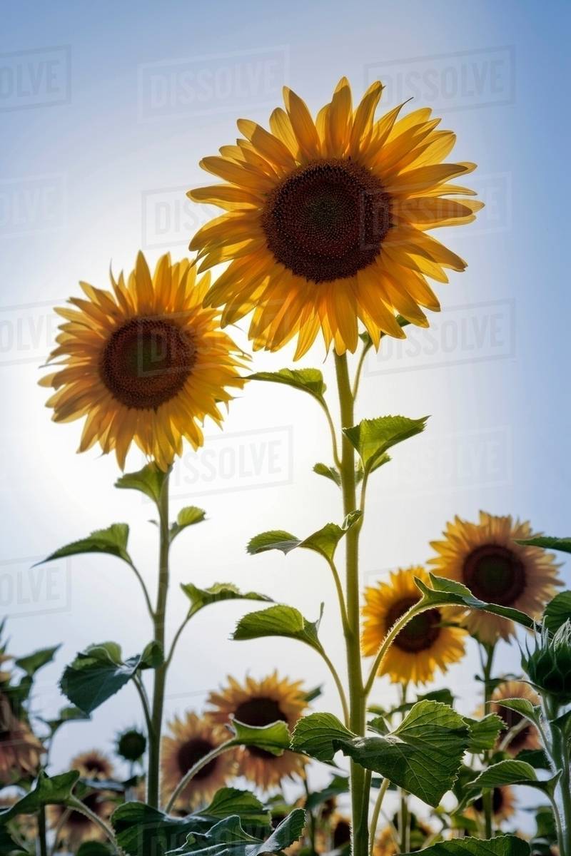 Close up of sunflowers in field Stock Photo Dissolve