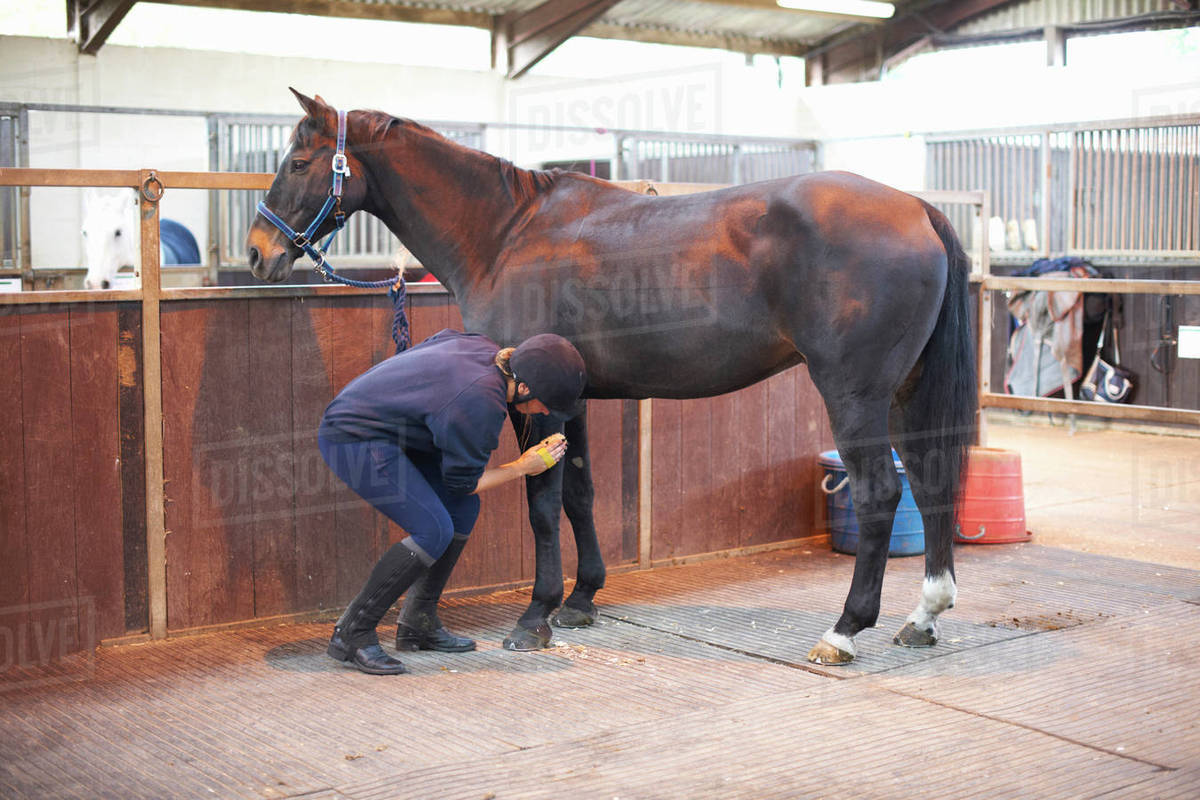 Young woman brushing horse with horse brush Stock Photo Dissolve