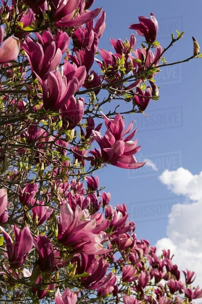 Purple flowers growing on tree Stock Photo Dissolve