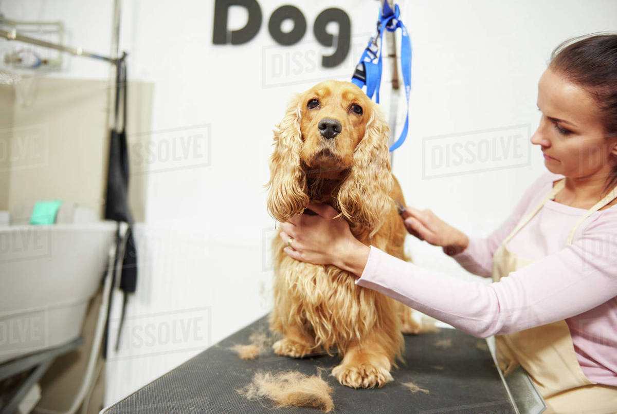 Female groomer brushing cocker spaniel on table at dog grooming