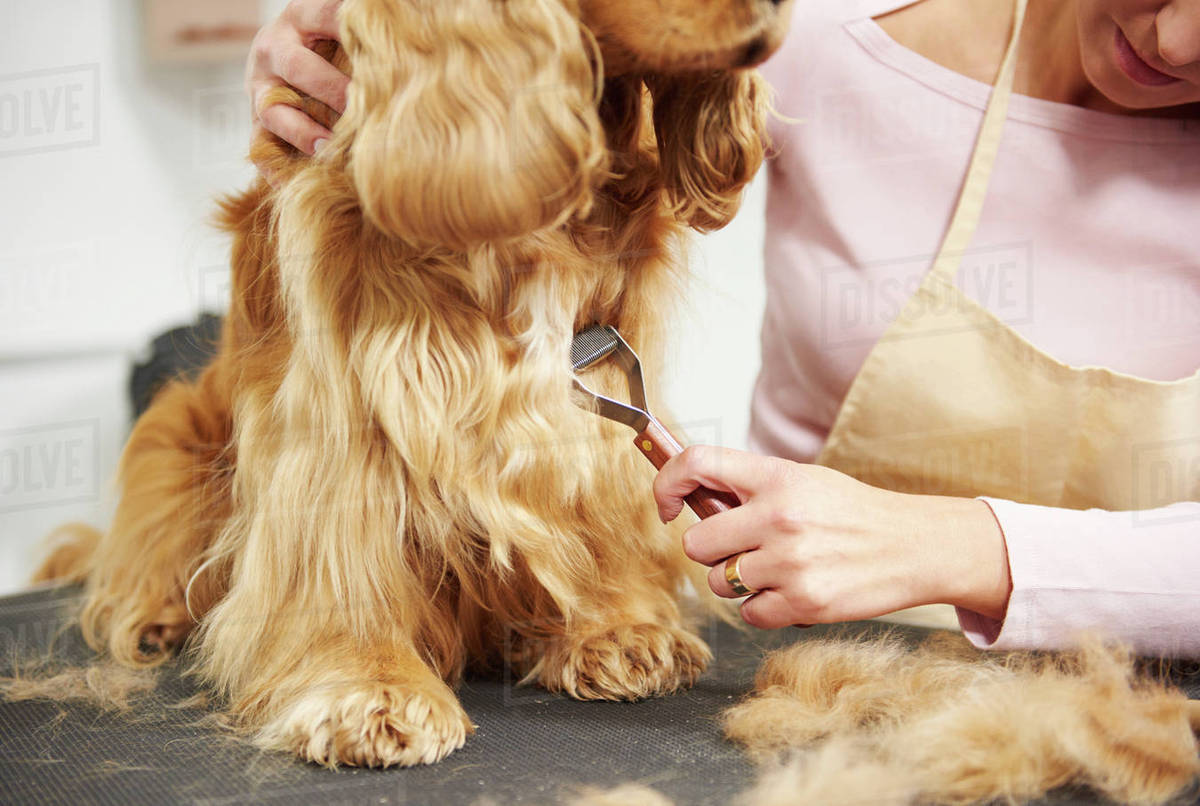 brush for cocker spaniel