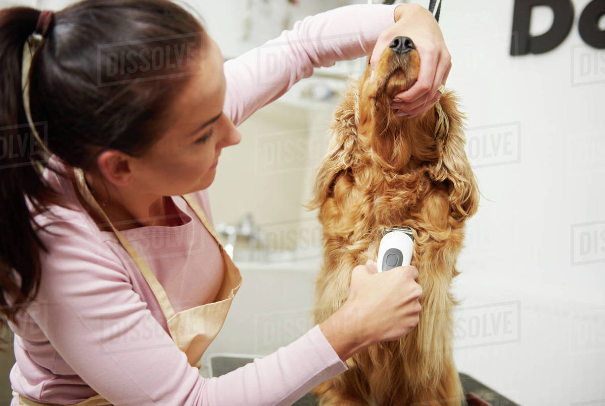 Female groomer clipping cocker spaniel at dog grooming salon Stock