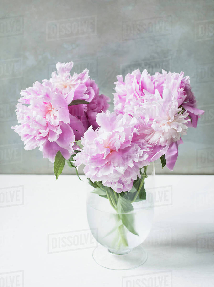 Vase Of Pink Peonies On Table Stock Photo Dissolve Vase Of Pink Peonies On Table
