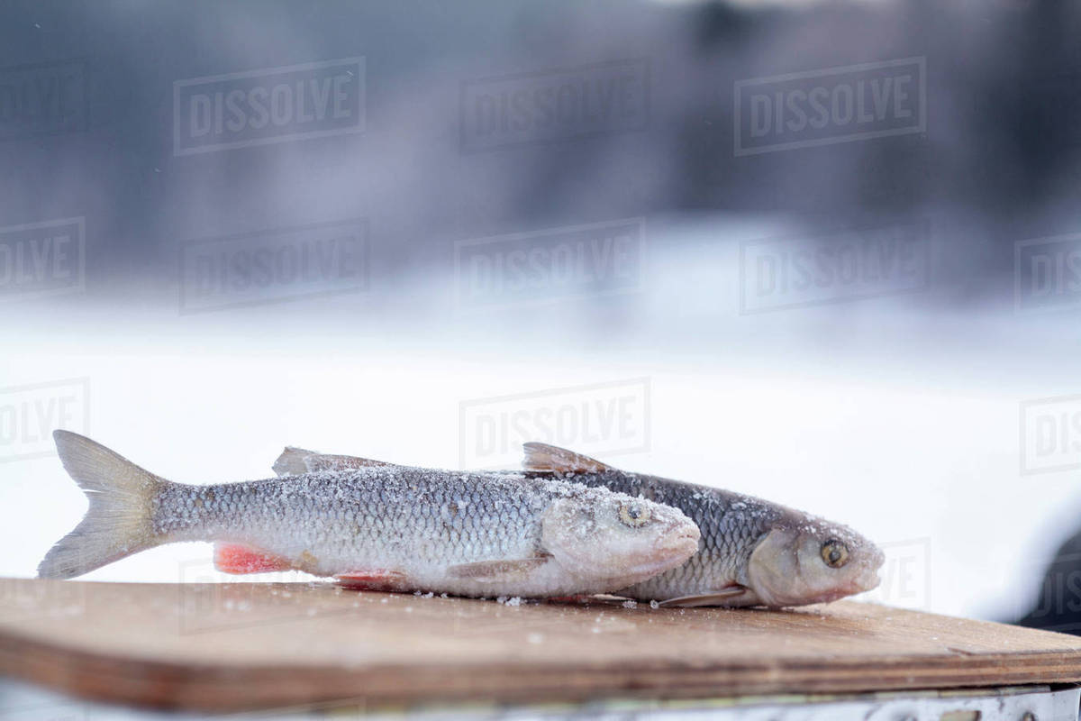 Frozen fish Stock Photo Dissolve