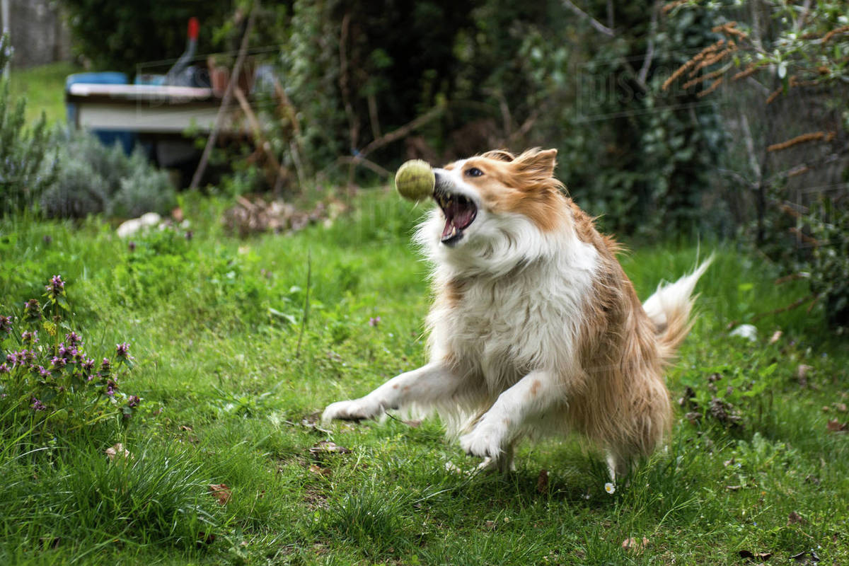 Domestic dog, in rural setting, jumping to catch ball Stock Photo