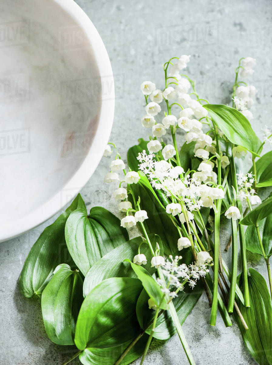 Lily of the valley cut flowers and leaves, overhead view Stock Photo