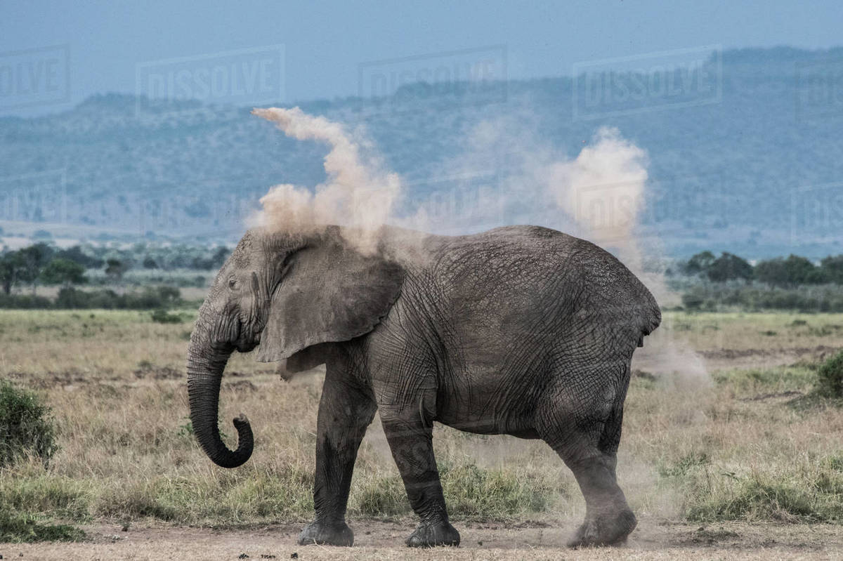 Elephant throwing dirt on back as sunscreen, Masai Mara, Kenya Stock