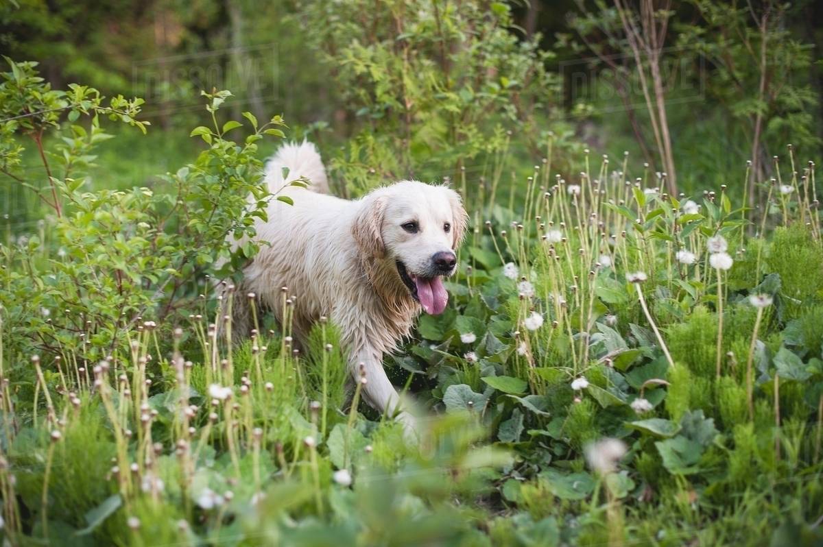 Golden retriever walking alone in long grass Stock Photo Dissolve
