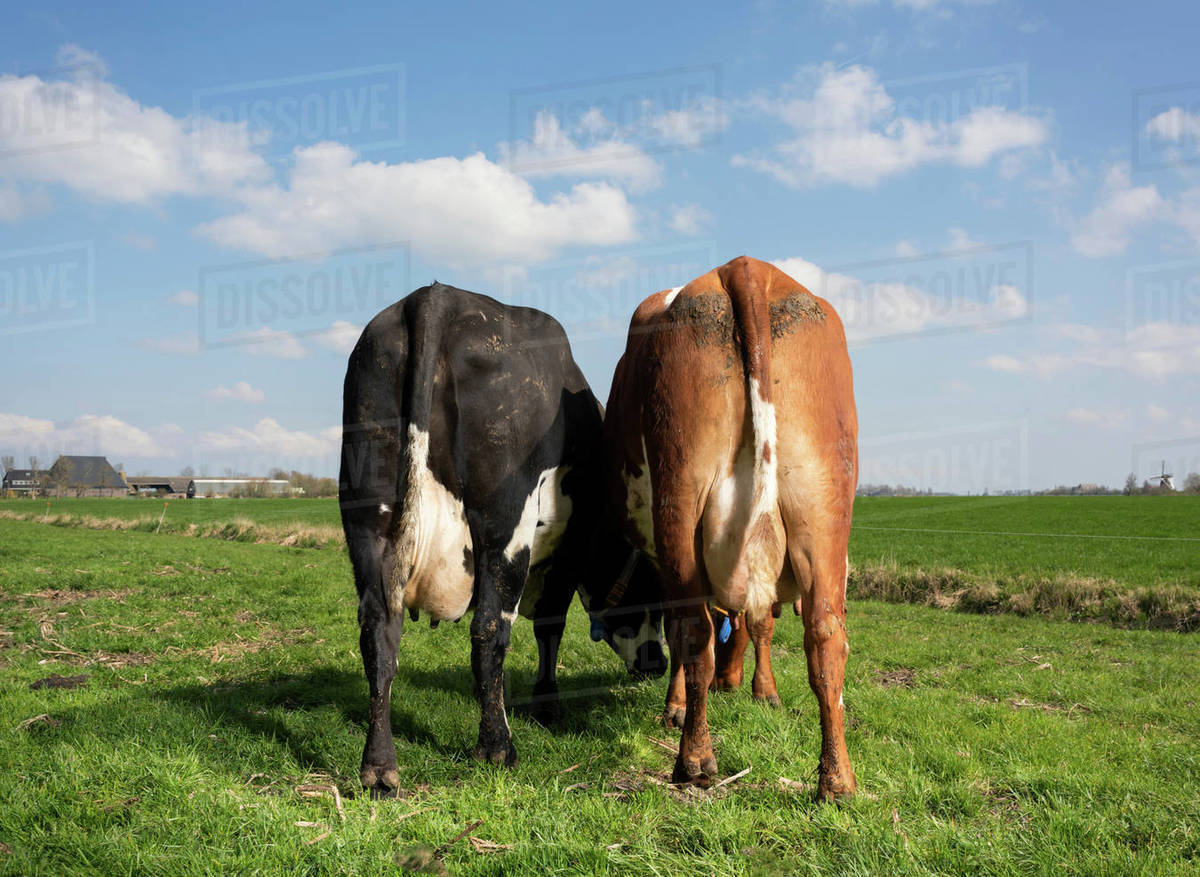 Two cows in pasture in spring, rear view, Wyns, Friesland, Netherlands ...
