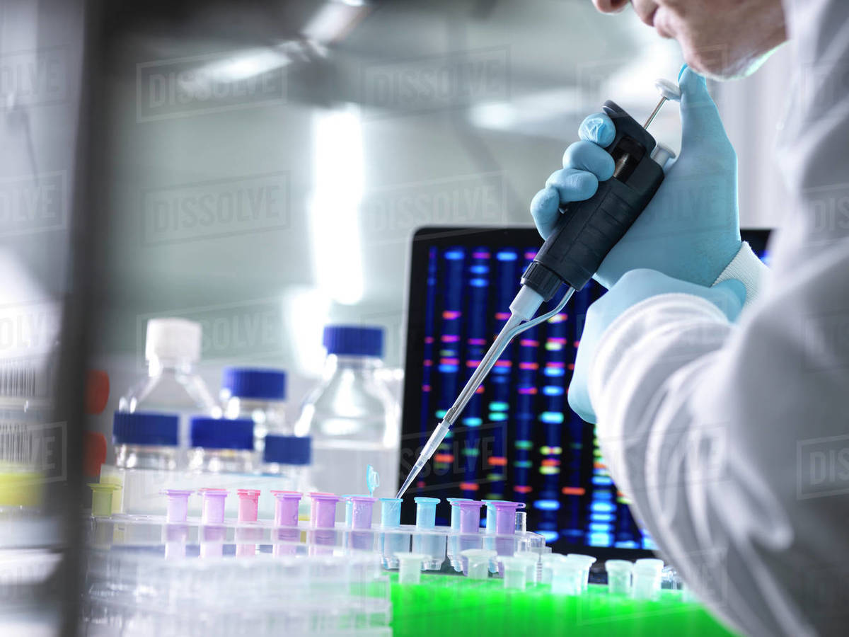Scientist pipetting DNA samples into microcentrifuge tubes during an