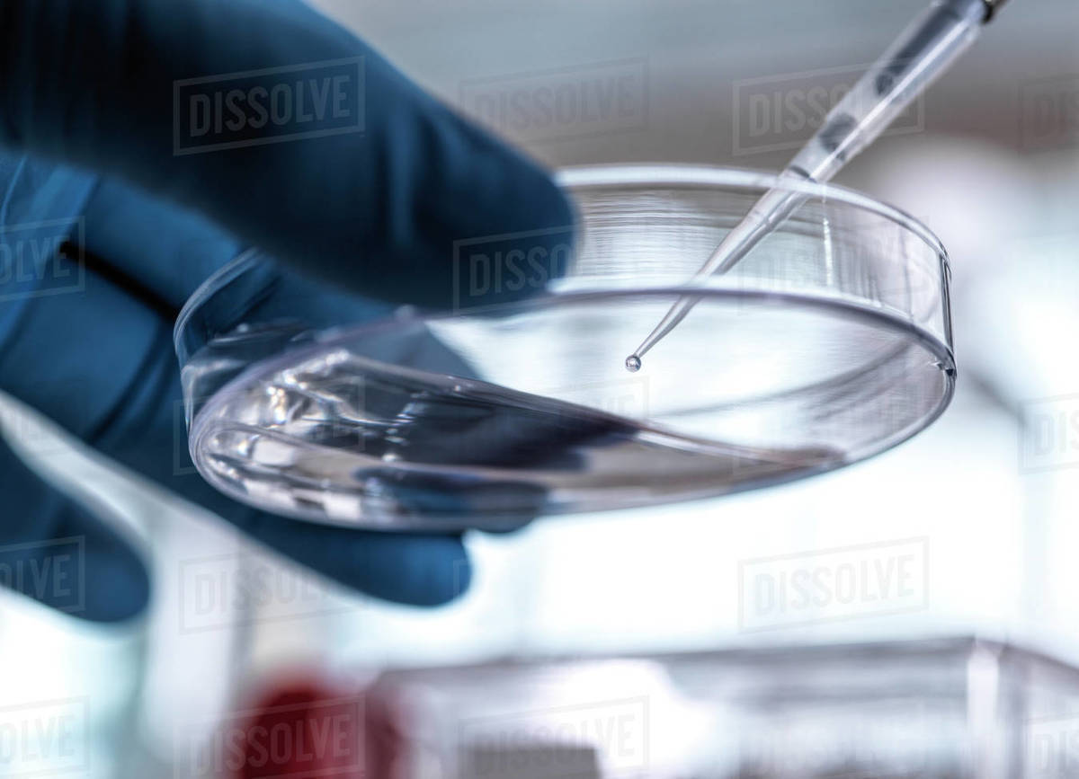 Scientist pipetting sample into a petri dish containing cells during an experiment in the
