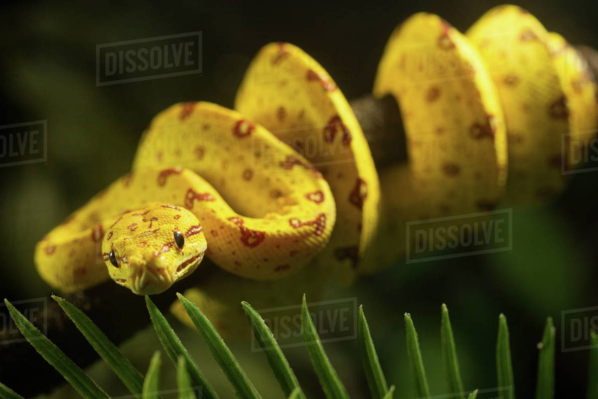 Close up of juvenile Green Tree Python, bright yellow with brown ...