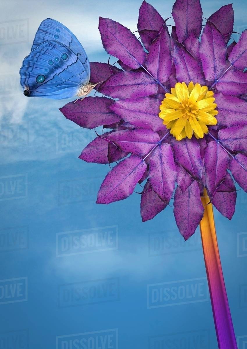 Close up of butterfly landing on flower Stock Photo Dissolve