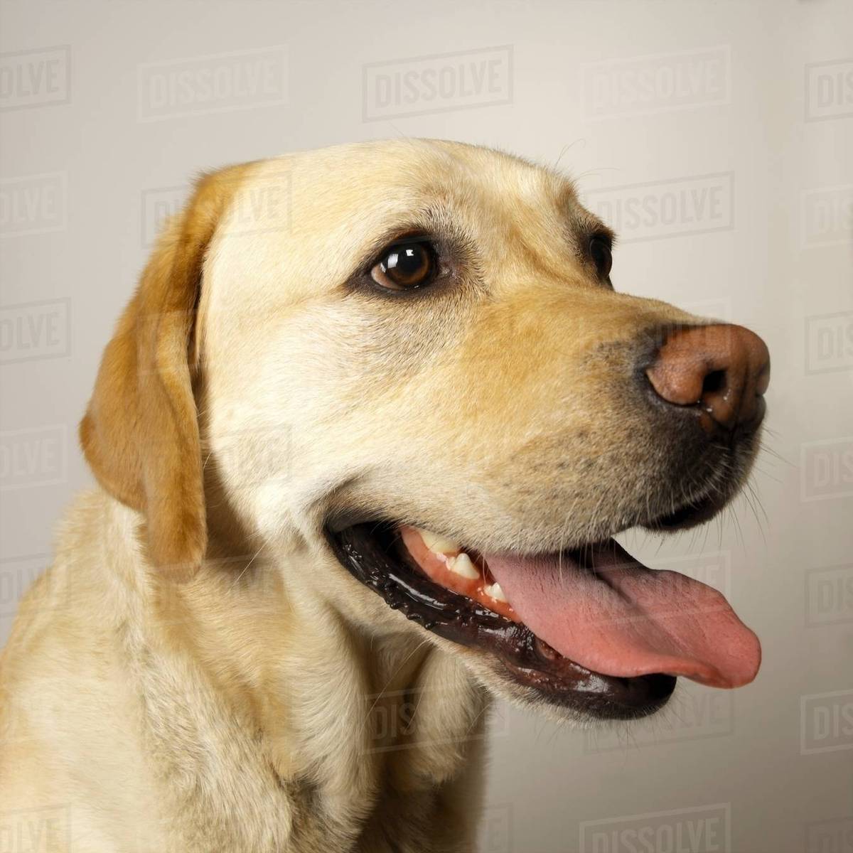 Close up of Labrador tongue out panting Stock Photo Dissolve