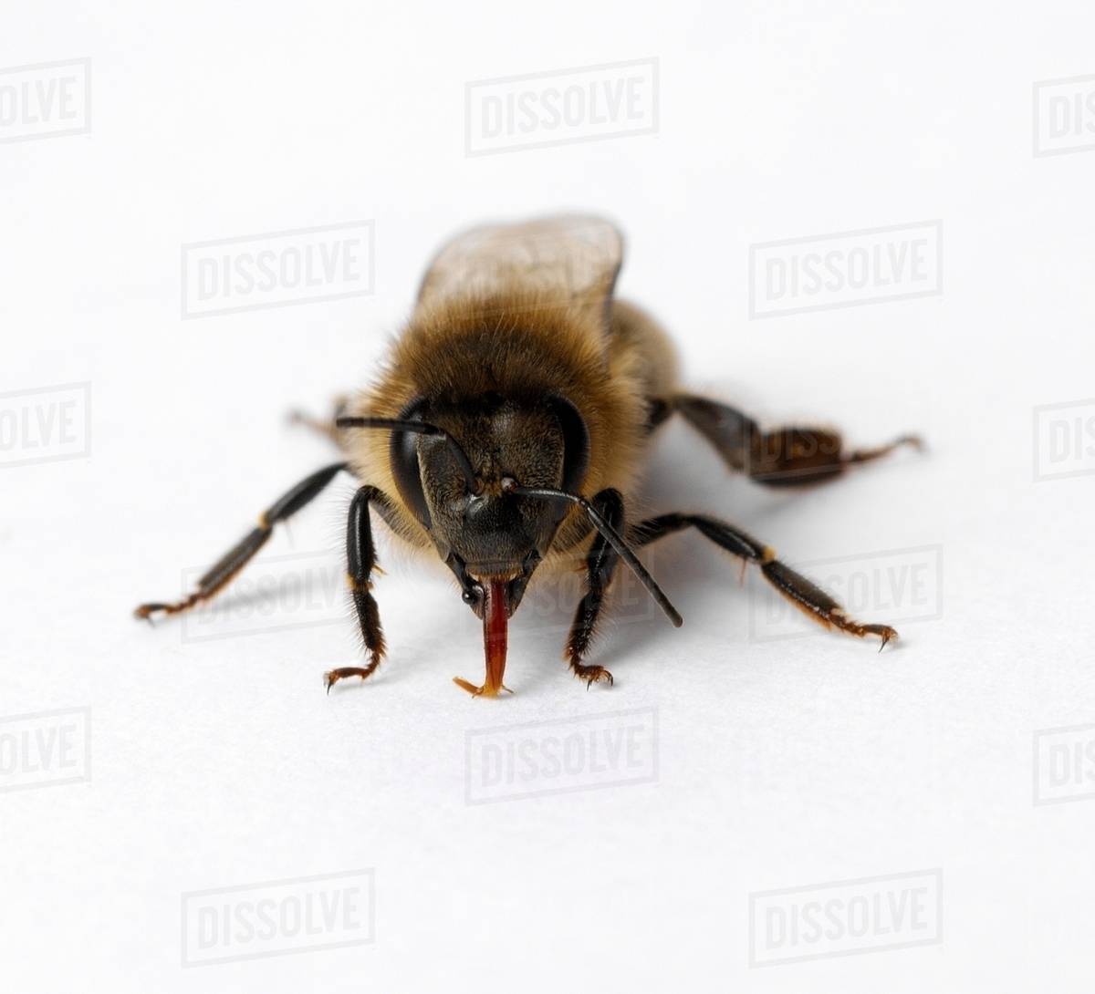 Honey bee with tongue out Stock Photo Dissolve