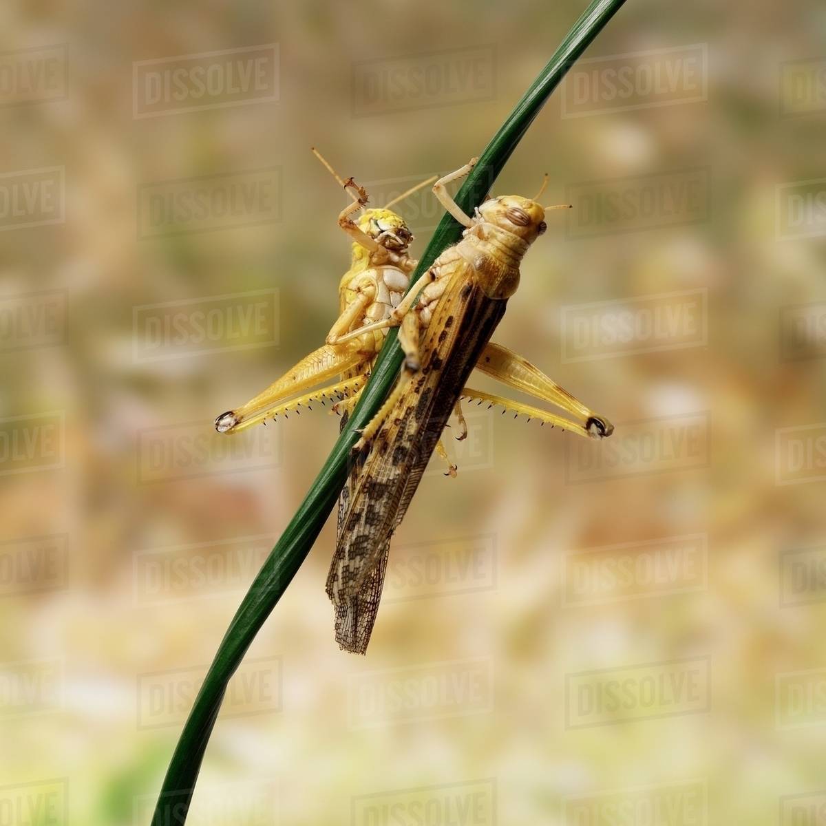 Desert Locusts on twig Stock Photo Dissolve