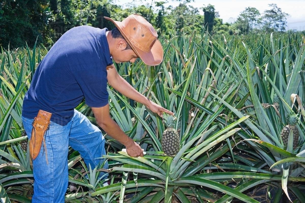 Farmer tending pineapple plants, Costa Rica, Central America Stock Photo Dissolve