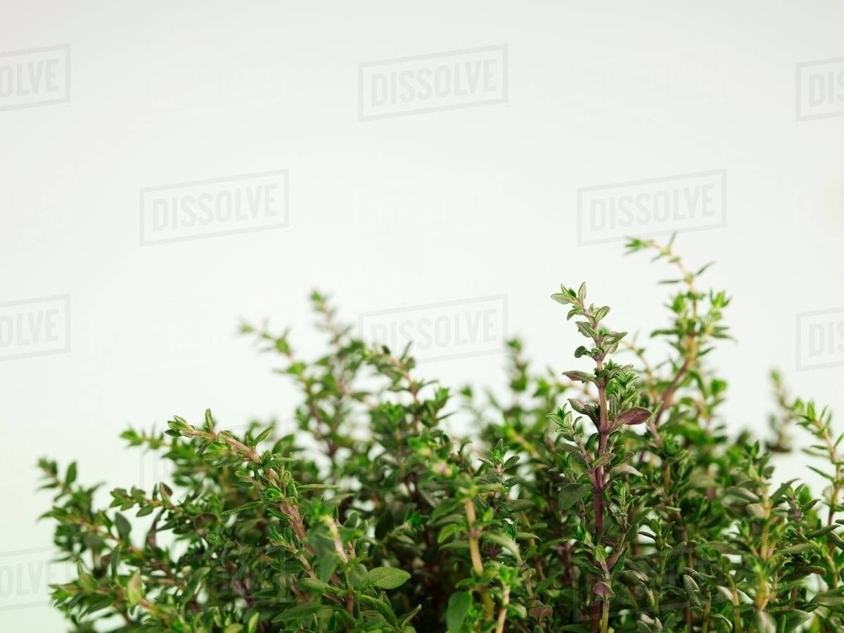 Close up of herbs Stock Photo Dissolve